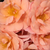 Portocaliu - Trandafir pentru straturi Floribunda - Alison 2000